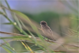 <p>RAMBORNÍČEK ČERNOHLAVÝ (Saxicola torquata) Řecko - Kréta –--- /African stonechat – Schwarzkehlchen/</p>